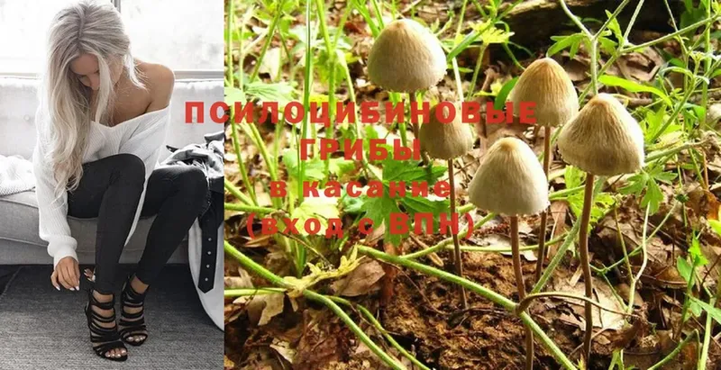 Псилоцибиновые грибы MAGIC MUSHROOMS  Павлово 